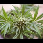 ¿Cuál es la posición de Nayib Bukele sobre la legalización de la marihuana?